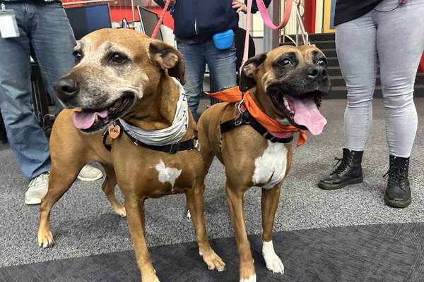 Furever Friday: Mia and Lilly looking for a forever home 