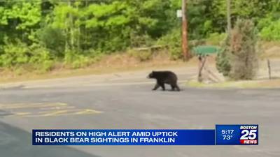 Franklin a-buzz with black bear sightings