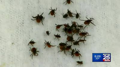 Experts predict a ‘normal’ tick year on the Cape