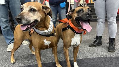 Furever Friday: Mia and Lilly looking for a forever home 