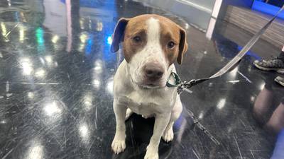 Furever Friday: Cricket looking for a forever home 