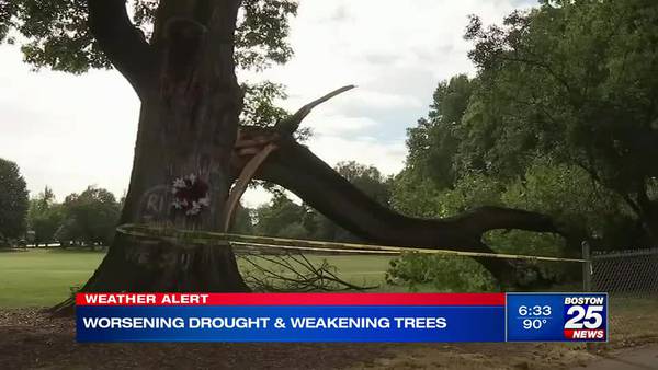 Heat, drought causing tree limbs to suddenly drop