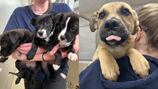 ‘Come adopt please!’: Massachusetts animal shelter says it’s ‘overflowing’ with puppies
