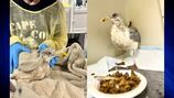 ‘Never get the smell of French fries out’: 38 gulls rescued after falling into oil truck 
