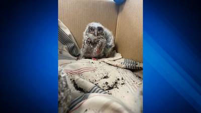 Baby owls rescued after work crew accidentally saws into their tree