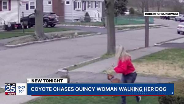 ‘Concerning and scary’: Quincy woman has close encounter with coyote