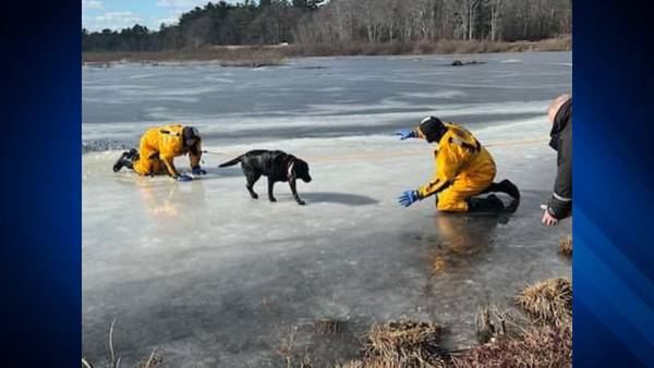 Firefighters rescue pup who fell through ice at Scituate pond