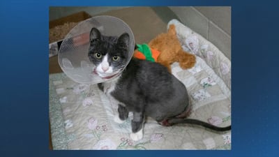 ‘Incredibly resilient’: Era, an Oxford cat that suffered severe burns, continues to recover