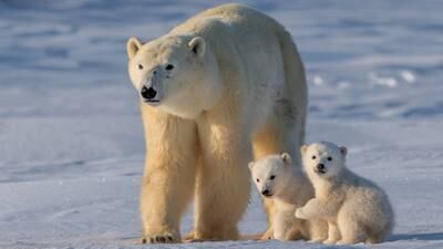 Ohio zoo welcomes twin polar bear cubs