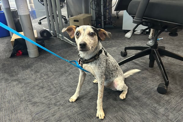 Furever Friday: Heeler mix Taz looking for a forever home 