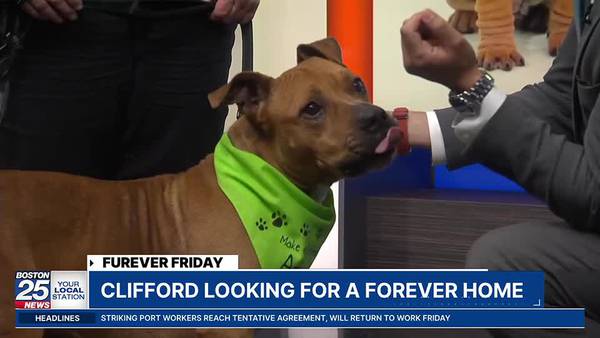 Furever Friday: Clifford looking for a forever home