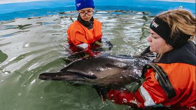 Photos: First-of-its-kind dolphin rehabilitation center on Cape Cod treats, releases first patient 