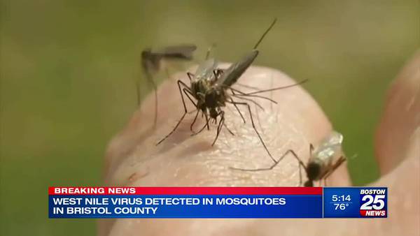 Hot, dry weather could affect mosquito populations