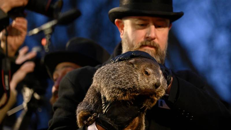 Punxsutawney Phil on display on Groundhog Day.