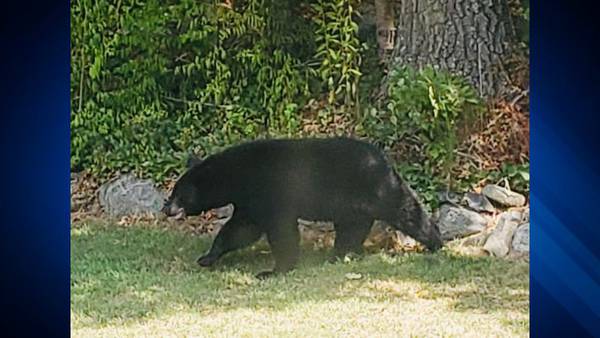 Black bear spotted in North Andover