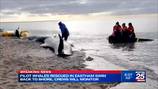 Crews work to save pilot whales stranded on a beach in Eastham 