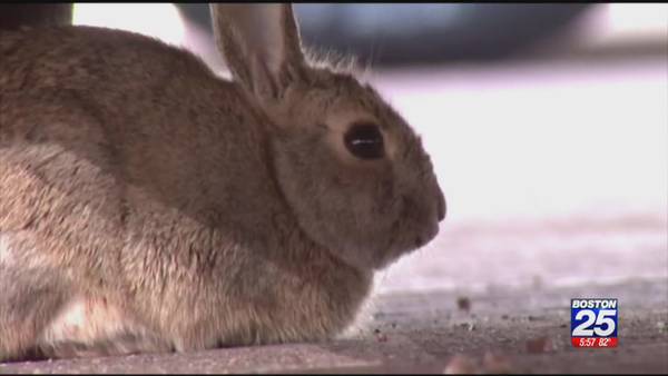 Uptick in squirrel, rabbit populations seen across New England
