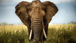80-year-old American tourist dies after elephant charged at safari truck in Zambia