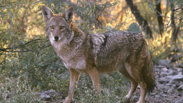 Pack of 7 coyotes kill dog, man walking with pets injured in separate attacks in Cohasset