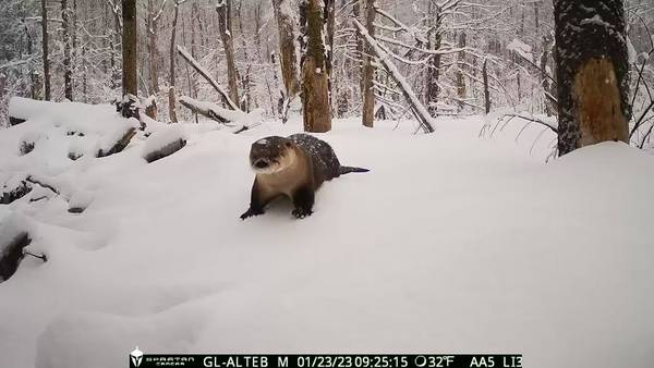 WATCH: Massachusetts trail cam captures video of otter frolicking in the snow