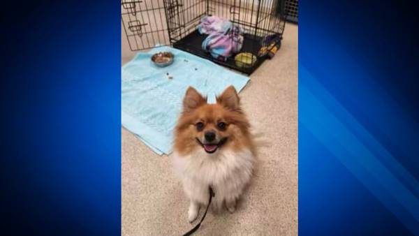 Police provide update on Pomeranian abandoned in crate