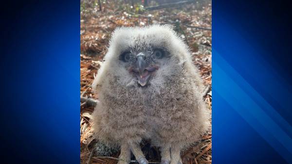 Great Horned owlet reunites with family after being blown from nest in Wareham