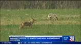 Nahant town board votes and becomes first town in Mass. to shoot and kill coyotes 
