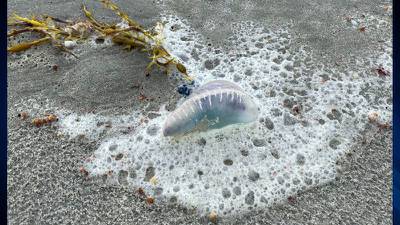 Swimmers warned after Portuguese man o’ wars wash up on New England beaches
