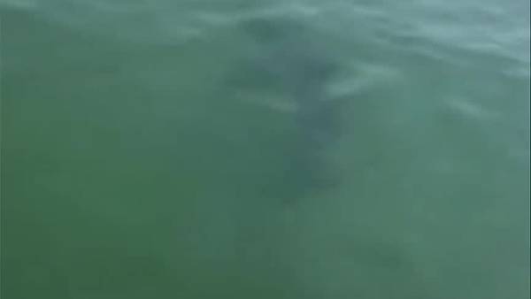 Great white shark spotted in water off Ipswich