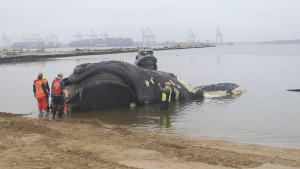 Another endangered right whale dies after a collision with a ship off the East Coast 