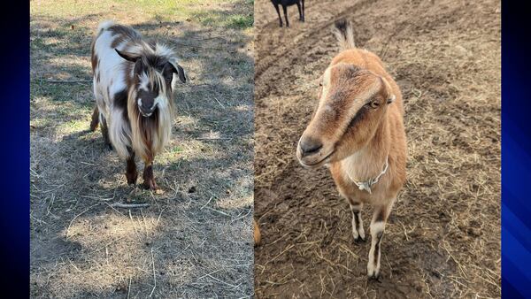 Get your goat: MSPCA waiving adoption fees for goats this weekend