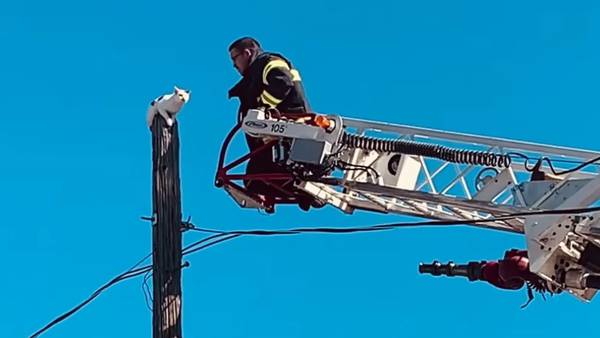 WATCH: Mass. firefighter scales ladder to rescue cat stuck atop utility pole