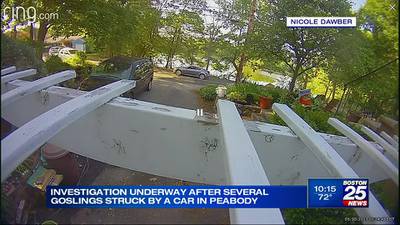 Neighbors hope surveillance video can help ID driver who runs over family of geese in Peabody