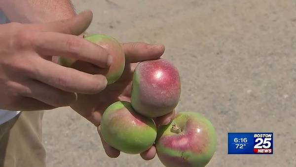 Drought, heat likely to affect Mass. apple crop
