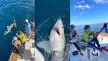 WATCH: 12-year-old boy from Massachusetts catches great white shark off Florida coast