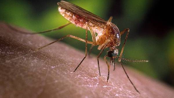 Pesticide spraying planned in Worcester Thursday after West Nile Virus found in mosquito sample 