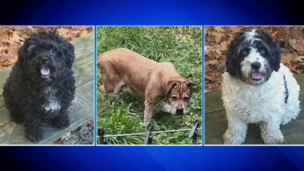 3 dogs dead after fire destroys East Bridgewater home