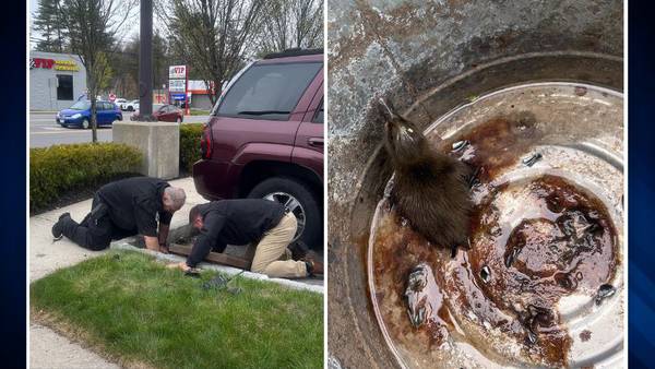 Seabrook officers rescue ducklings stuck in storm drain