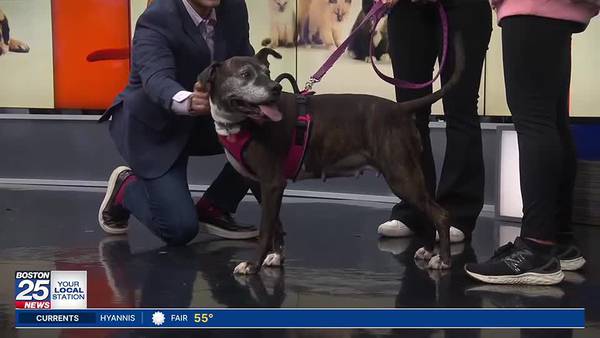 Furever Friday: Sable looking for a forever home