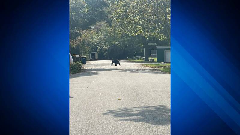 Black Bear Spotted Roaming Streets Of East Bridgewater As School Was Getting Out Boston 25 News 4556