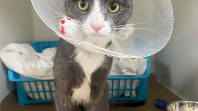 Era the cat suffered severe burns, continues to recover