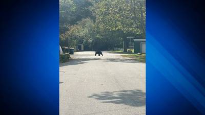 Black bear spotted roaming streets of East Bridgewater as school was getting out