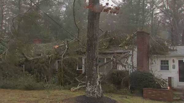 ‘Everything is crushed:’ Marshfield woman hurt by falling debris after pine tree topples onto home 