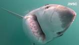 Shark feeding on whale carcass off South Shore gets up close and personal with researchers 