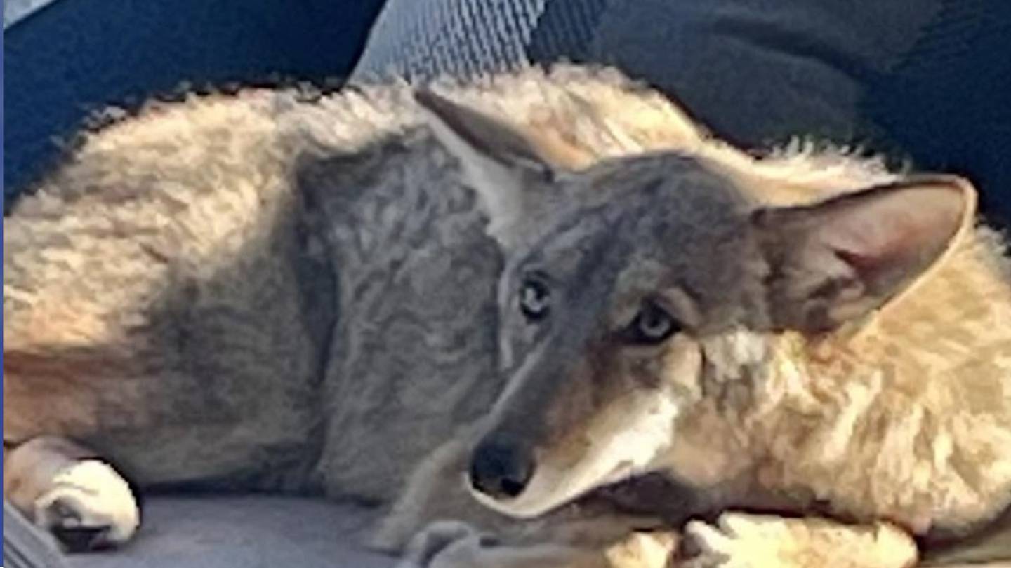 Coyote sleeps on porch of San Francisco home – Boston 25 News