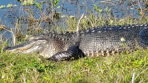 Florida state troopers corral 12-foot gator on Alligator Alley