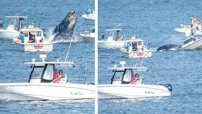 Boaters warned to keep their distance after close encounters with whales off Plymouth