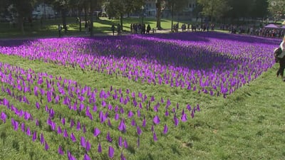 Families fly purple flags to remember loved ones lost to overdoses