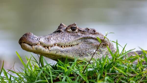One person killed in an apparent alligator attack in South Carolina