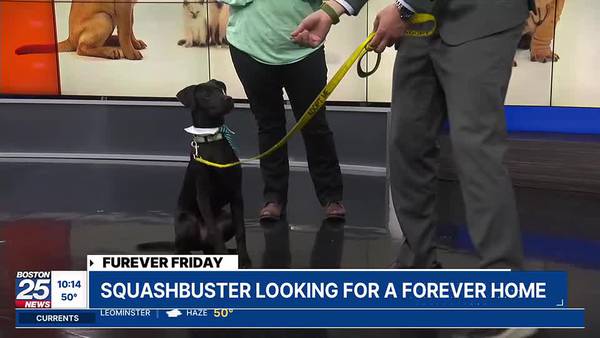 Furever Friday: Squashbuster looking for a forever home